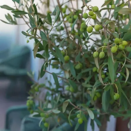 Morar Lejlighed Ourense